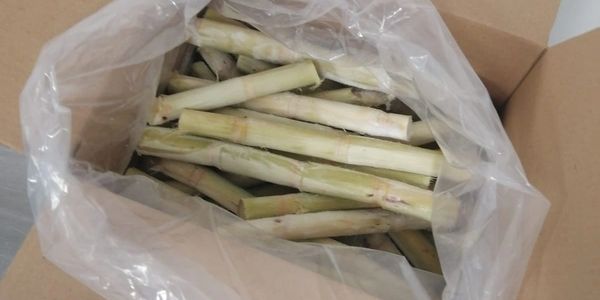 Peeled Sugarcane Stalks
